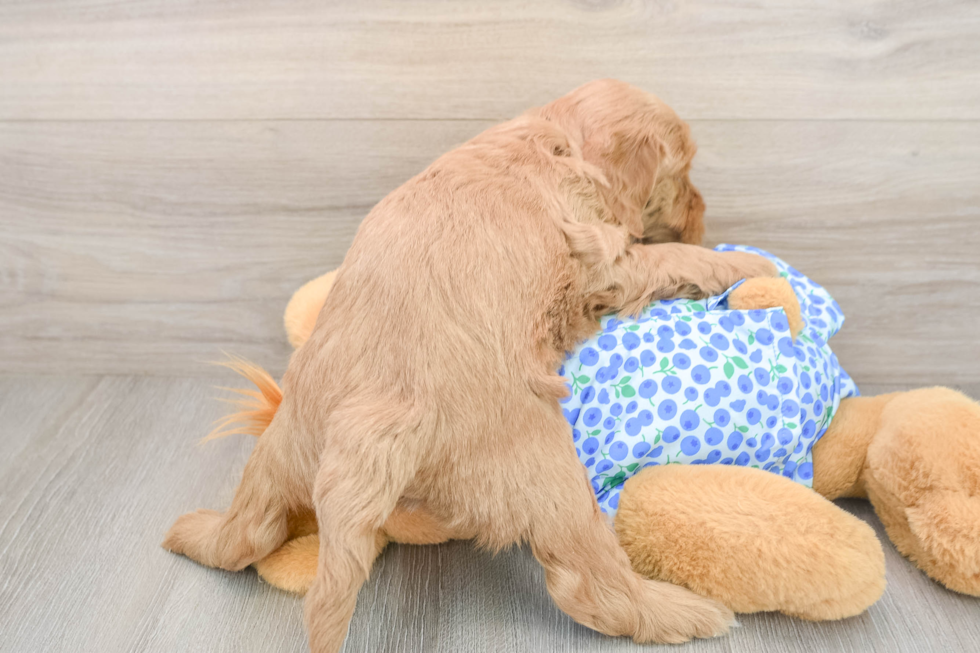Mini Goldendoodle Pup Being Cute