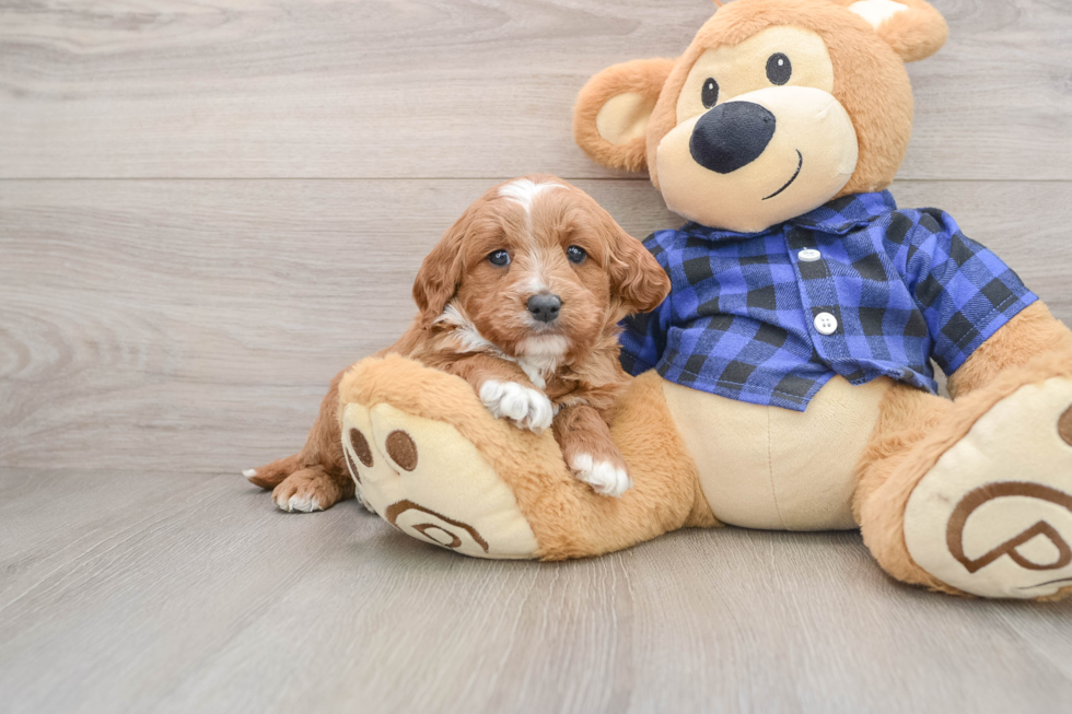Friendly Mini Goldendoodle Baby