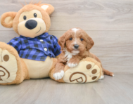 7 week old Mini Goldendoodle Puppy For Sale - Pilesgrove Pups