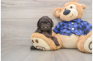 Mini Goldendoodle Puppy for Adoption