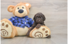 Mini Goldendoodle Puppy for Adoption
