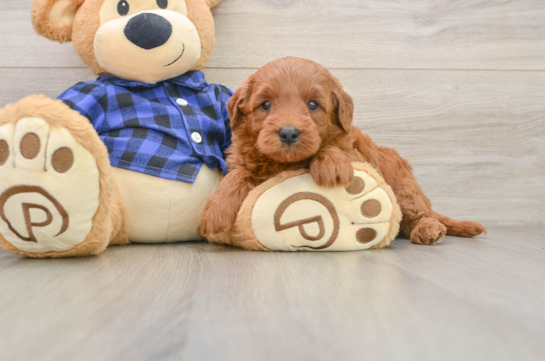 Best Mini Goldendoodle Baby