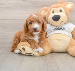 6 week old Mini Goldendoodle Puppy For Sale - Pilesgrove Pups