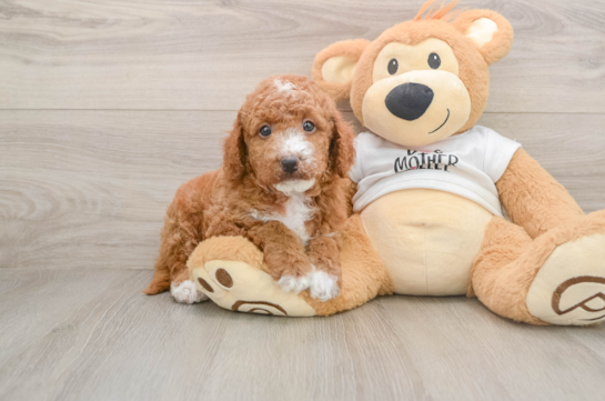 Small Mini Goldendoodle Baby