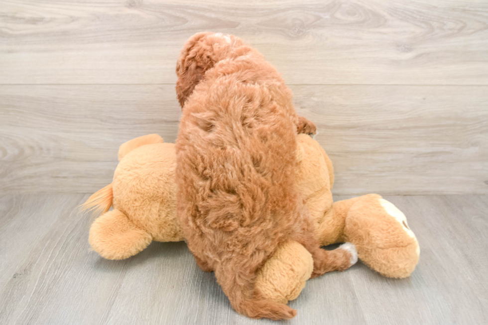 Mini Goldendoodle Puppy for Adoption
