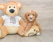 7 week old Mini Goldendoodle Puppy For Sale - Pilesgrove Pups