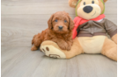 Mini Goldendoodle Pup Being Cute