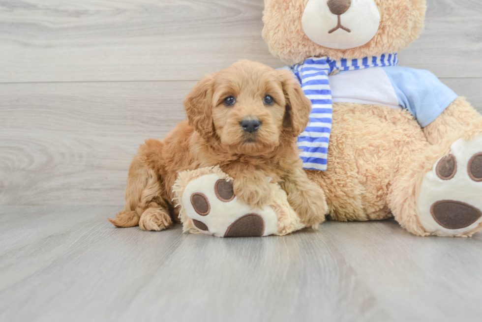 Petite Mini Goldendoodle Poodle Mix Pup