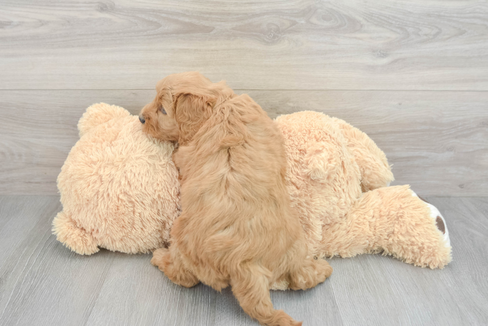 Fluffy Mini Goldendoodle Poodle Mix Pup