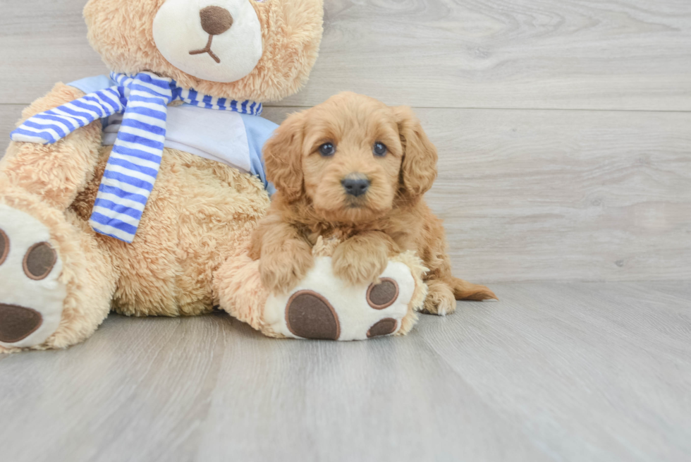 Mini Goldendoodle Puppy for Adoption