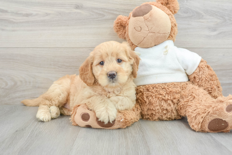 Best Mini Goldendoodle Baby