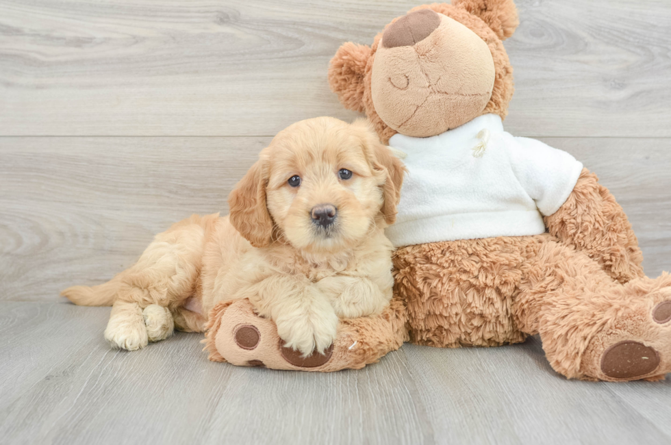 6 week old Mini Goldendoodle Puppy For Sale - Pilesgrove Pups