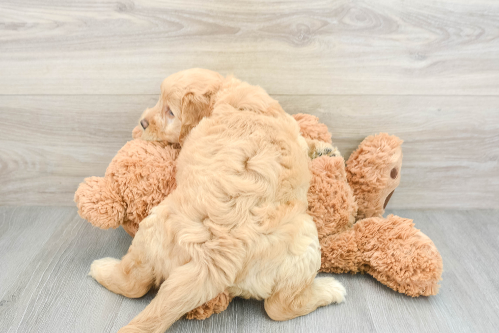 Mini Goldendoodle Pup Being Cute