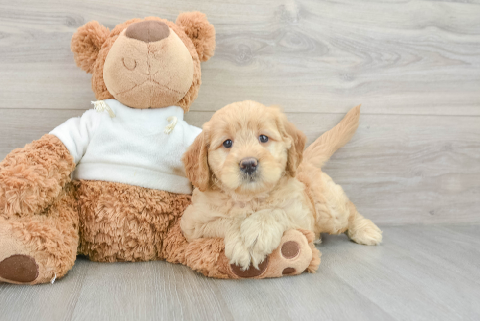 Fluffy Mini Goldendoodle Poodle Mix Pup