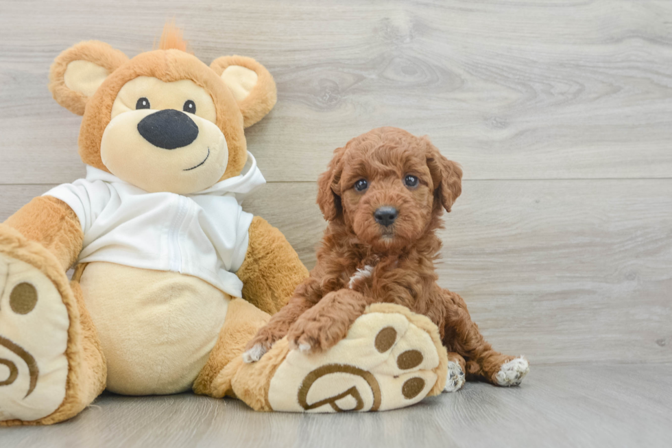 Little Mini Goldenpoo Poodle Mix Puppy