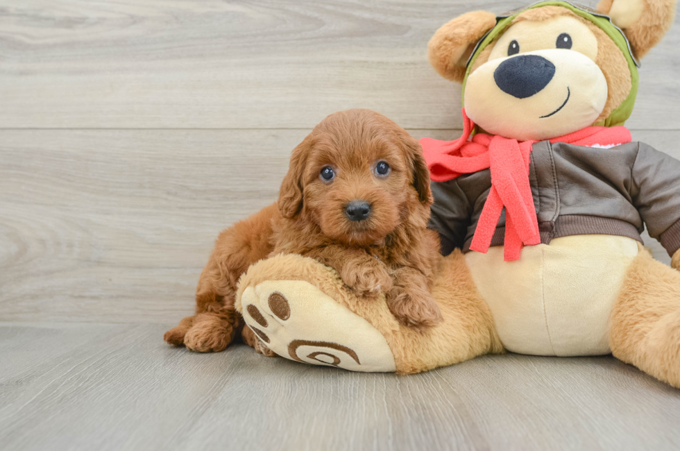 5 week old Mini Goldendoodle Puppy For Sale - Pilesgrove Pups