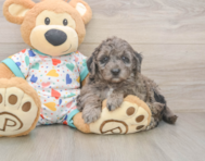 6 week old Mini Goldendoodle Puppy For Sale - Pilesgrove Pups