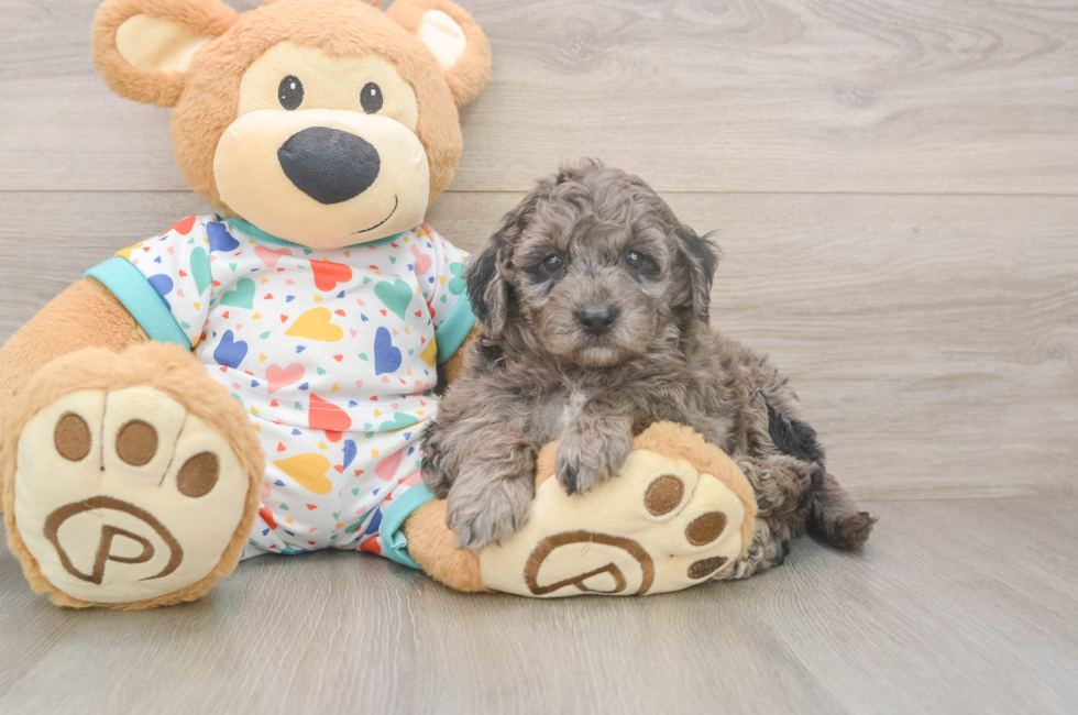 5 week old Mini Goldendoodle Puppy For Sale - Pilesgrove Pups