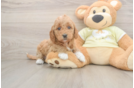 Energetic Golden Doodle Poodle Mix Puppy