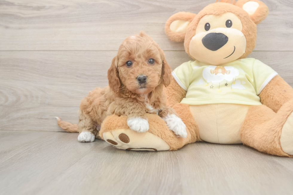Energetic Golden Doodle Poodle Mix Puppy