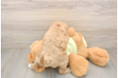 Mini Goldendoodle Puppy for Adoption