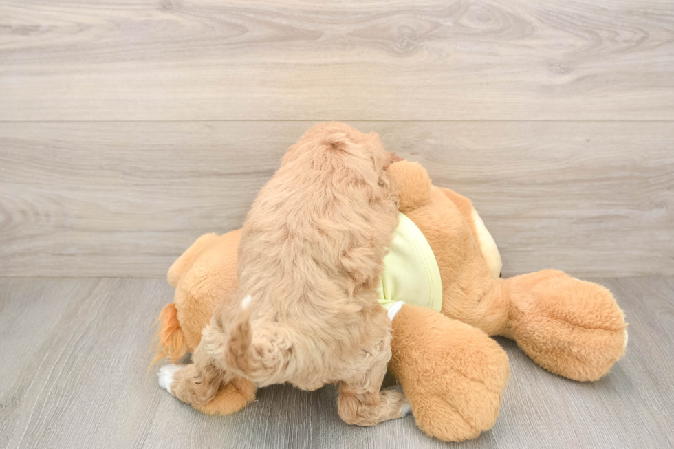 Mini Goldendoodle Puppy for Adoption