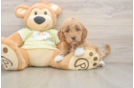Adorable Golden Retriever Poodle Mix Poodle Mix Puppy