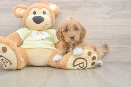 Adorable Golden Retriever Poodle Mix Poodle Mix Puppy