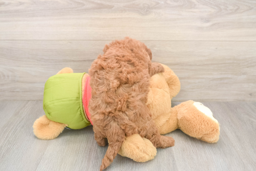 Fluffy Mini Goldendoodle Poodle Mix Pup