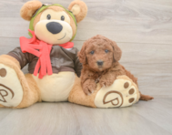 5 week old Mini Goldendoodle Puppy For Sale - Pilesgrove Pups