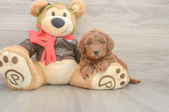 Cute Mini Goldendoodle Baby