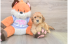 Mini Goldendoodle Puppy for Adoption