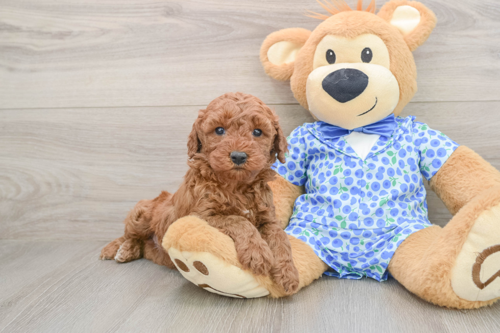 Happy Mini Goldendoodle Baby