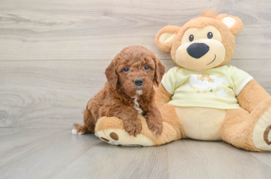 Mini Goldendoodle Puppy for Adoption