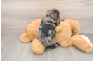 Petite Mini Goldendoodle Poodle Mix Pup