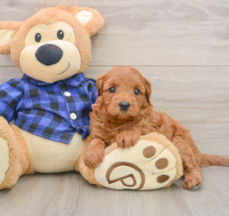 7 week old Mini Goldendoodle Puppy For Sale - Pilesgrove Pups