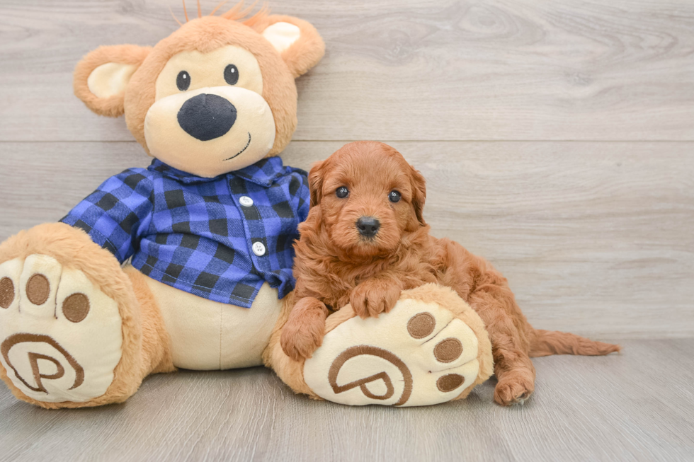 Petite Mini Goldendoodle Poodle Mix Pup