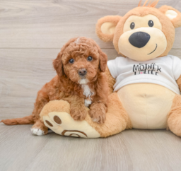6 week old Mini Goldendoodle Puppy For Sale - Pilesgrove Pups