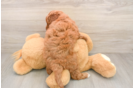 Popular Mini Goldendoodle Poodle Mix Pup