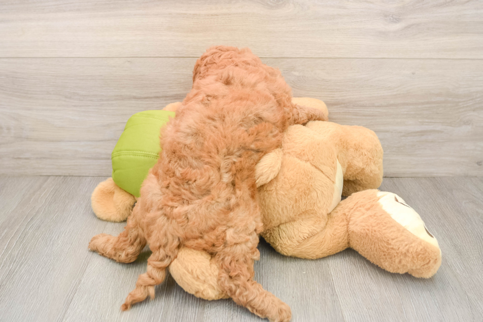 Sweet Mini Goldendoodle Baby