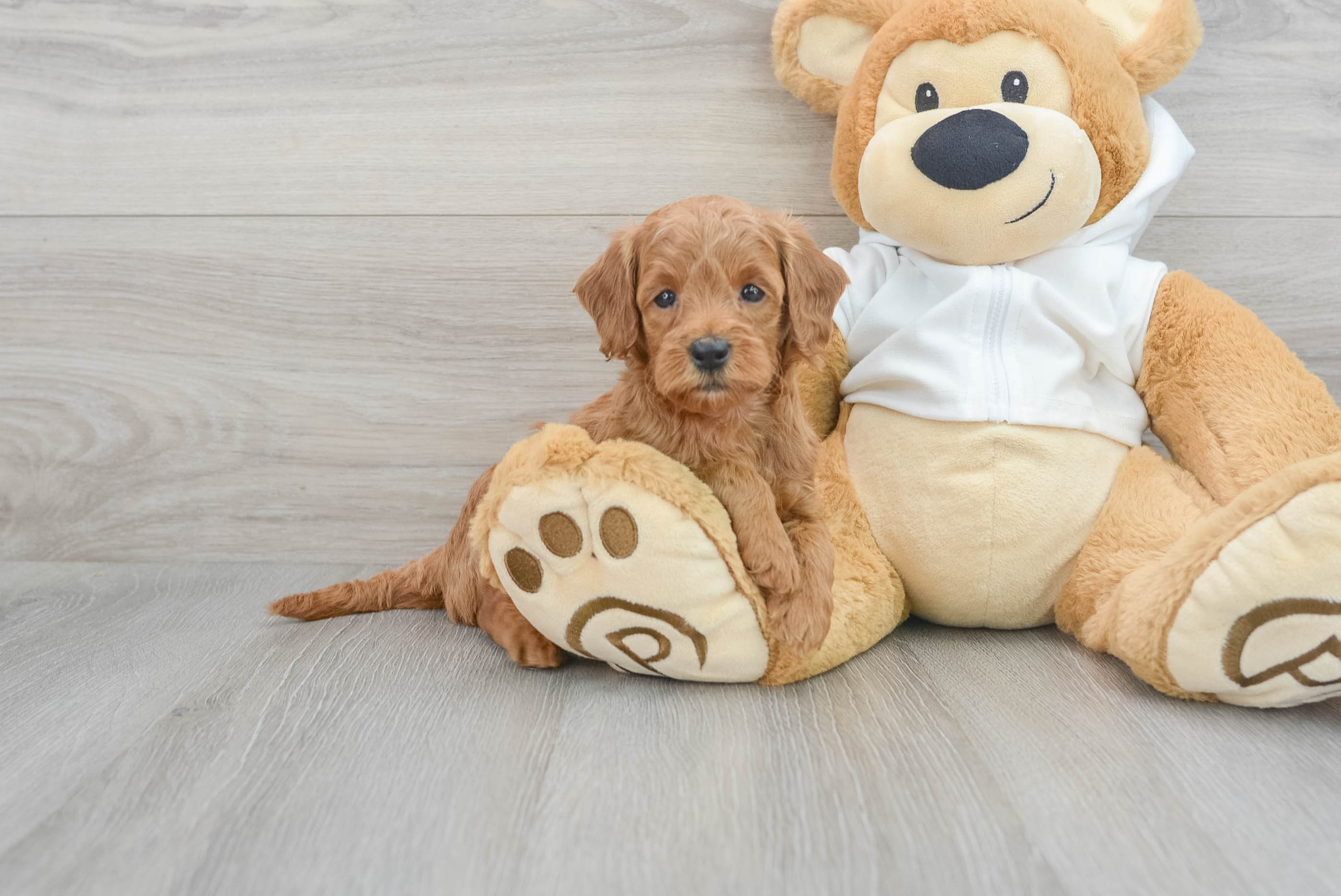 Teddy bear labradoodle puppies for outlet sale