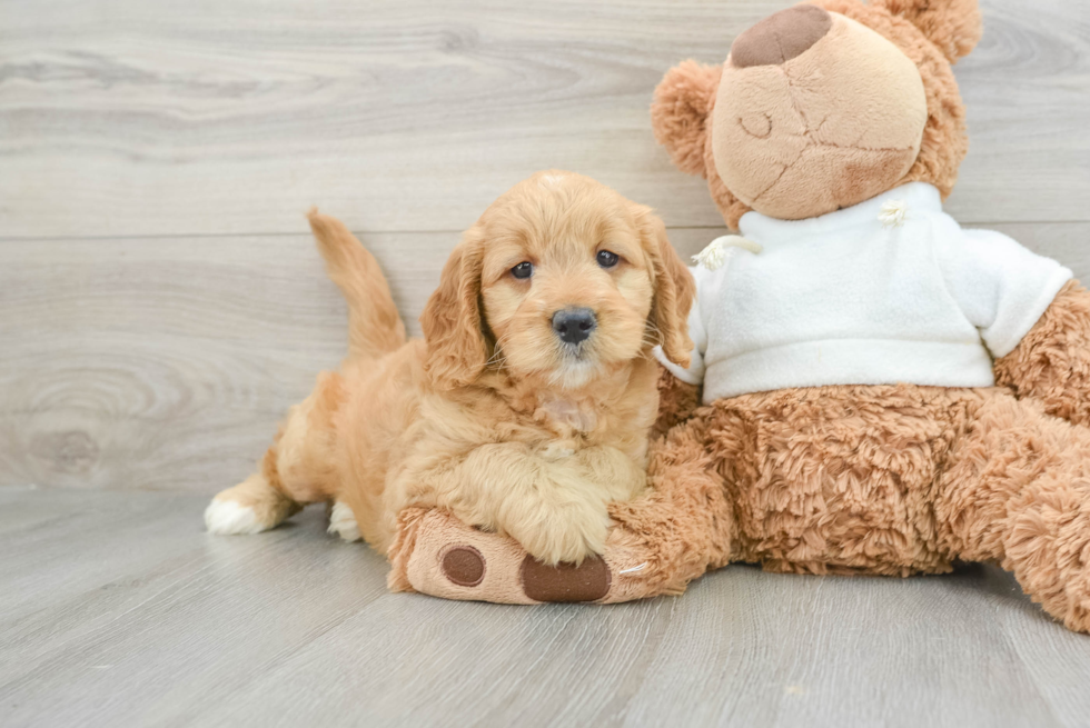 Petite Mini Goldendoodle Poodle Mix Pup