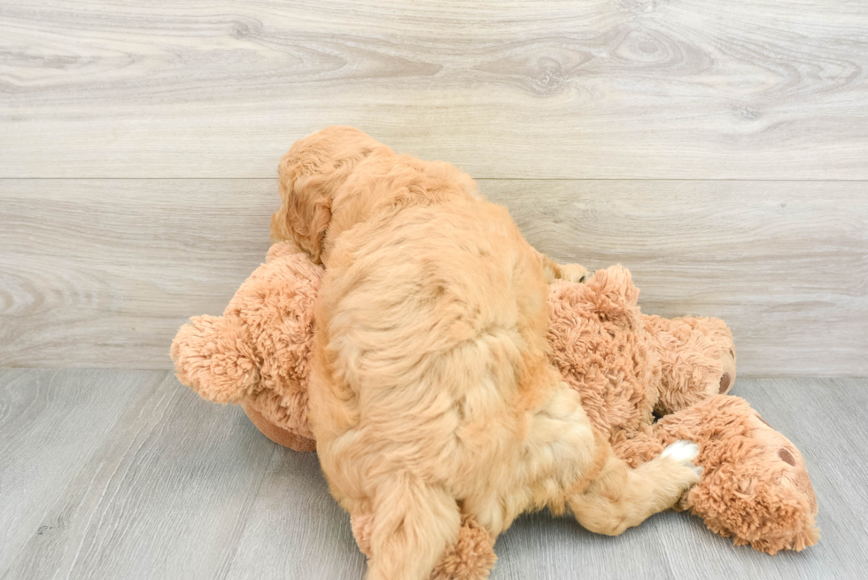 Funny Mini Goldendoodle Poodle Mix Pup