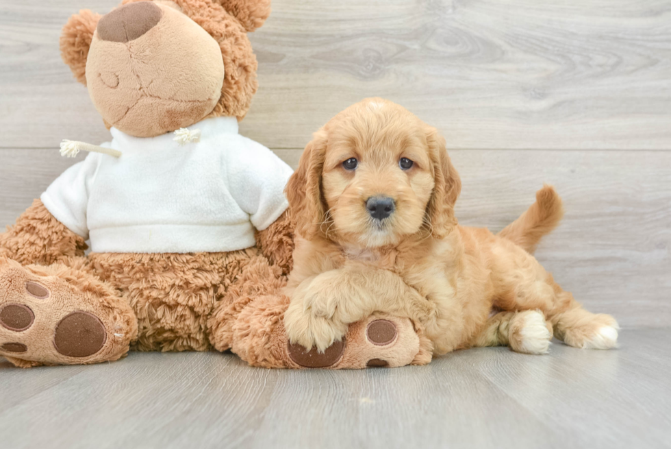 Smart Mini Goldendoodle Poodle Mix Pup