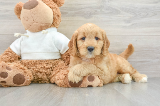 Smart Mini Goldendoodle Poodle Mix Pup