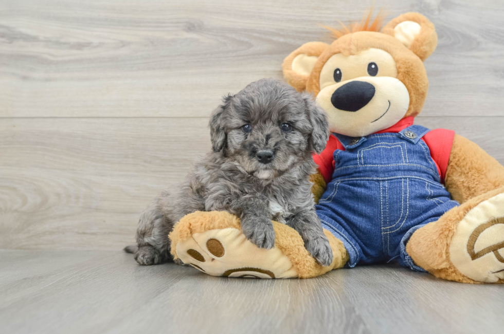 6 week old Mini Goldendoodle Puppy For Sale - Pilesgrove Pups