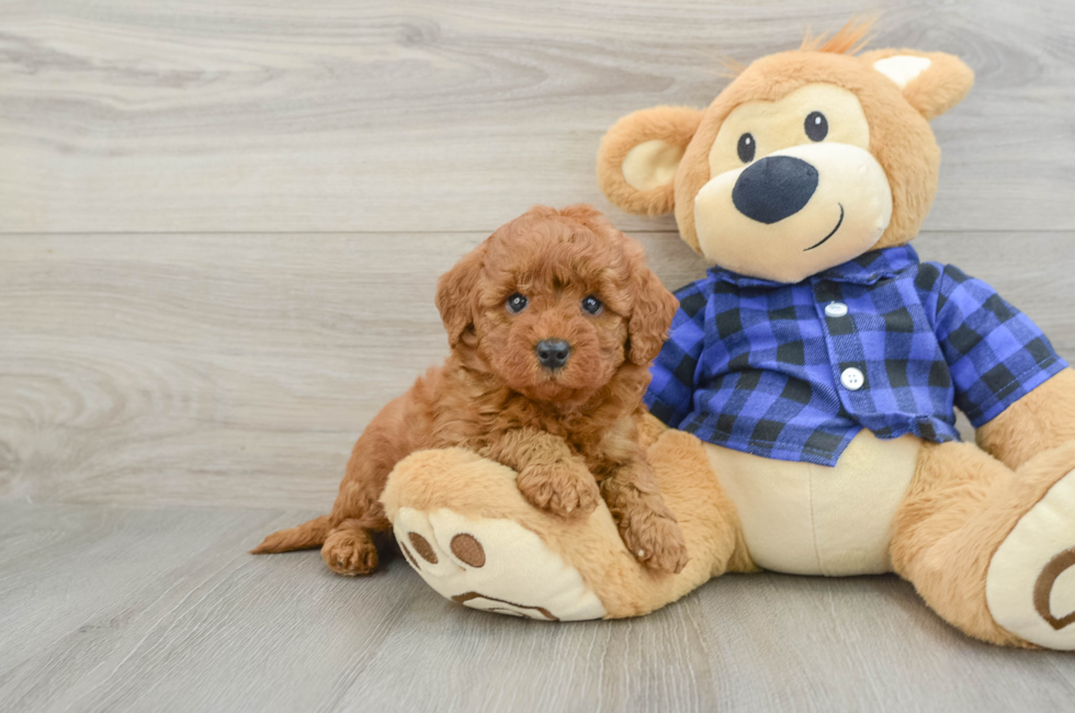 7 week old Mini Goldendoodle Puppy For Sale - Pilesgrove Pups