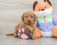 7 week old Mini Goldendoodle Puppy For Sale - Pilesgrove Pups