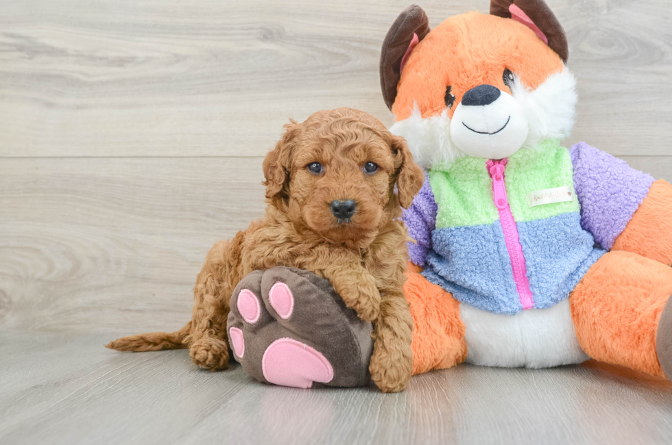 7 week old Mini Goldendoodle Puppy For Sale - Pilesgrove Pups