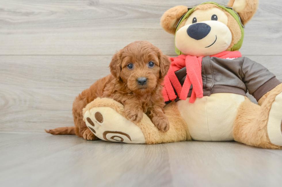 Smart Mini Goldendoodle Poodle Mix Pup